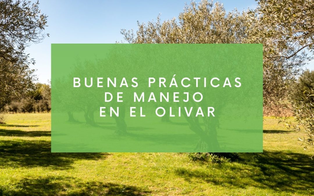 Buenas prácticas de manejo en el olivar