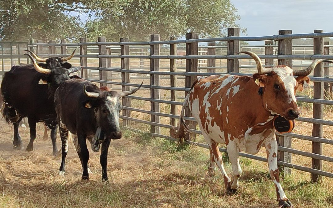 La Fundación Agroecosistema impulsa en Doñana un proyecto piloto de pastoreo inteligente en el marco del proyecto KIT-SOS-GE junto a la Estación Biológica de Doñana (EBD) e Innogando para modernizar la ganadería extensiva